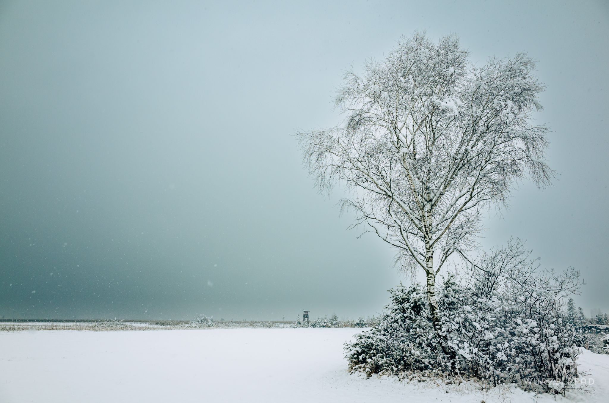 Einsamkeit im Kocheler Moos